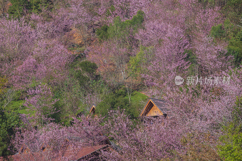 美丽的粉红色樱花或喜马拉雅樱花(Prunus cerasoides)在Doi Ang Khang，泰国清迈。